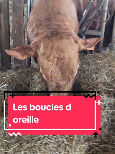 Pour information, les vaches doivent obligatoirement avoir deux boucles, une dans chaque oreille. Il arrive qu’elles en perdent naturellement, cela fait partie de la vie au pré ou à l’étable. C’est pour cela que chaque année je commande des boucles pour refaire un rebouclage sur certaines de mes vaches. C’est aussi ça la traçabilité française : un suivi sérieux et obligatoire des animaux.#agriculture #sylvie #🥰🥰🥰🥰