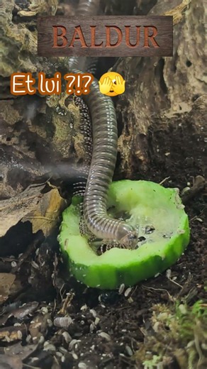 Les positions repas les plus folles de mes iules ! 🥒