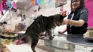 NYC Councilman introduces bill to legalize bodega cats