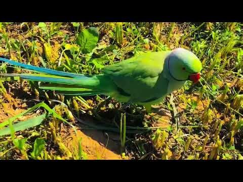 Amazing Parrot – Copying Sounds & Human Speech