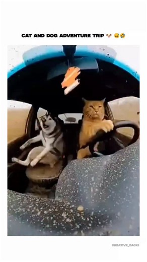 Creative Zack on Instagram: "The post shares a 10-second video clip of an orange tabby cat "driving" a snowy-road vehicle with paws on the wheel, while a husky in the passenger seat reacts with wide-eyed drama, playing on feline mischief and canine expressiveness. Engagement exploded to 24,000 likes and 855,000 views in under a day, with replies joking about AI fakes, superior cat driving skills, and breed tropes, amplifying its shareability through relatable pet humor. Posted by Sasquatch Unfil