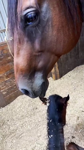Summer survival mode: Barn mares and foals get messy