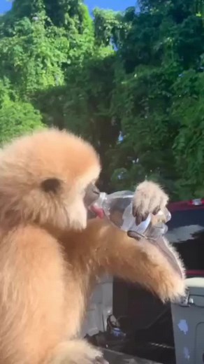Gibbon Monkey Videos Compilation
