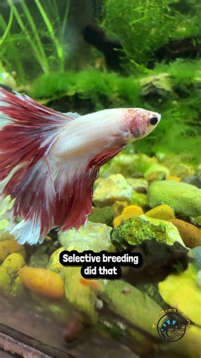 How did we get from a short finned wild fish to this?
