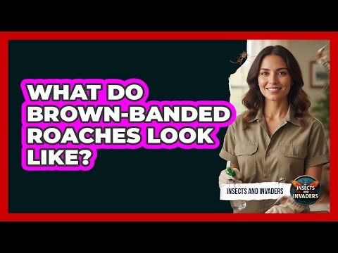 What Do Brown-Banded Roaches Look Like?