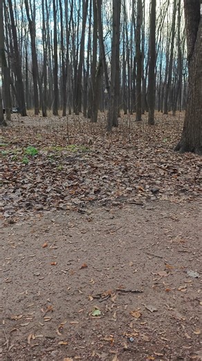 Squirrel Animals Pets Cute squirrel Baby squirrel Funny squirrel Squirrel eating Squirrel playing Squirrel moments Wildlife squirrel Squirrel pet Squirrel video Squirrel nature Squirrel closeup Squirrel feeding Hashtags: #squirrel #squirrels #animals #pets #cutepets #babysquirrel #funnysquirrel #squirrelvideos #wildlife #nature #animalvideos #petlovers #squirrellove #squirrellife | Rehana Niamm