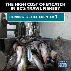 Every year in BC, tonnes of fish are hauled up in trawl nets—only to be dumped back into the ocean, dead. BC’s groundfish trawl fleet targets Pacific cod, hake, rockfish, and pollock. Using massive nets dragged midwater or along the seafloor, including those deployed by large factory/freezer trawlers, the fleet scoops up everything in its path. Herring aren’t even a target species, yet these non-selective nets catch them in huge numbers. Most are tossed overboard lifeless—and because they’re oft