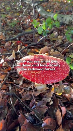 Scenes from the Redwood Forests of the Santa Cruz Mountains