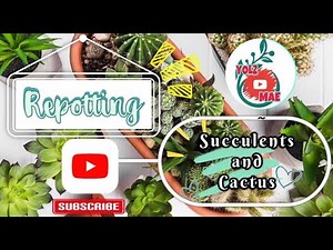 Repotting: Succulents and Cactus (Guide for begginers)