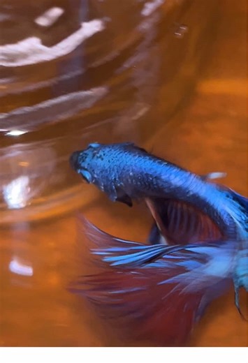 betta fish breeding 🤯🐟