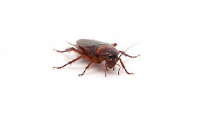 Cockroach Insect Isolated On White Background Stock Footage Video (100% Royalty-free) 10332926 | Shutterstock