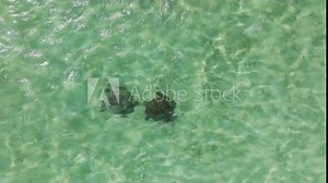 Top down view on couple of wild sea turtles swimming together in shallow waters at Oahu coast, Hawaii islands. Cinematic aerial seascape. Summer vacation in paradise Hawaii island 4K aerial drone view
