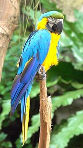 Marvelous Macaw Birds: Nature’s Colorful Wonders! 🦜🌴 #BirdWatching #NatureLovers. The Macaw Bird, with its vibrant plumage and playful demeanor, captures hearts across the world. These majestic parrots, native to Central and South America, dazzle with their brilliant colors and intelligent antics. From the scarlet macaw to the blue-and-gold, each species boasts unique hues and markings, making them a true marvel of nature. With their powerful beaks, they crack open nuts and seeds with ease, wh