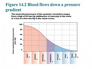 Chapter 14 : Cardiovascular System Explained: Heart, Blood Flow, and Pressure Regulation