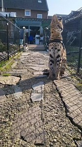 Meet Rafiki, the Adorable Serval Cat! 🐱
