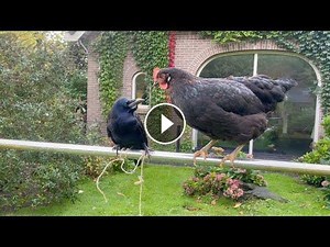 Kobus and the rope #Video