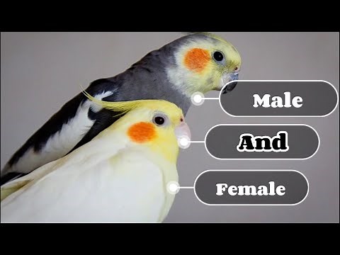 3 simple way to identify cockatiel male and female