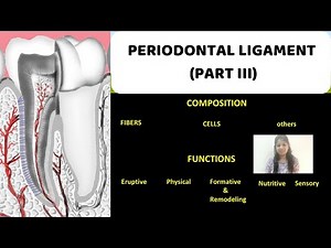 PERIODONTAL LIGAMENT ( PART III) II Composition & Functions