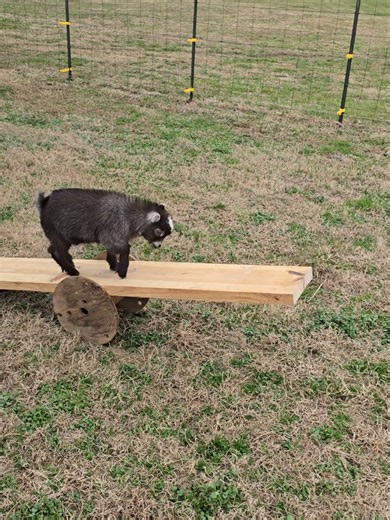 Archie’s Happy Pygmy Goat Seesaw Adventure