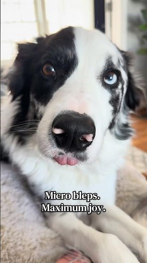 Tiny Dog Blep Compilation