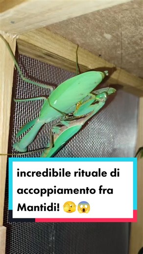 maurizio woodland su TikTok