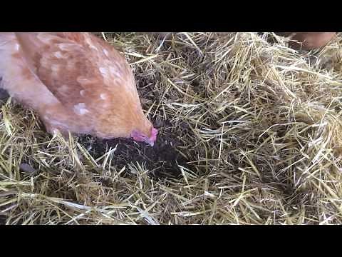 Bedding Analysis: Straw