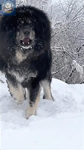 Tibetan Mastiff Mad Mode Activated – Giant Beast Unleashed!