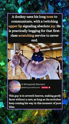 THE MOST SATISFYING SCRATCH IN NATURE