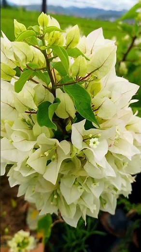 The Beauty of White Bougainvillea