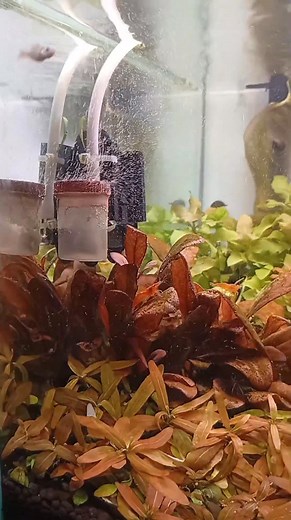 DIY Diffuser | Chris Soncet