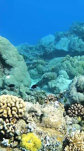 120K views · 10K reactions | I love diving in the reefs! | Back 2 Basics Adventures | Facebook