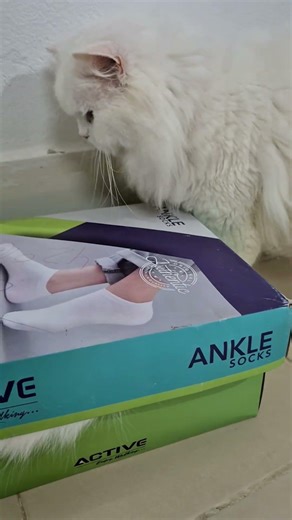 Kittens Playtime 😸 💗 #shorts #ytshorts #shortsfeed