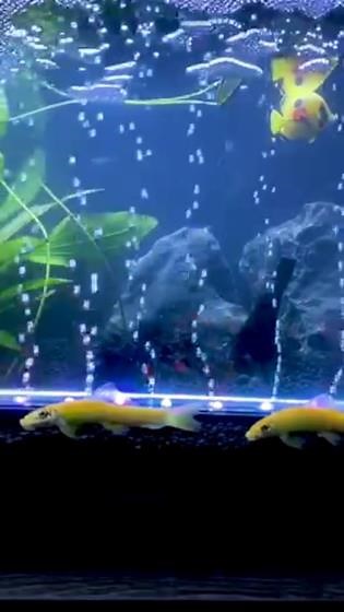 16 Colors and 4 Changing Modes Air Bubble Lights