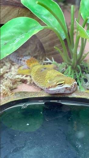 Leopard Gecko At Petsmart Store #shorts