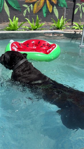 Cane Corso love to swim it’s natural instinct for them to swim and with the web feet they have it helps them get through the water fairly quickly this girl elivra has been swimming since she was a young pup, and she really enjoys it and this builds lots of confidence in a dog ##fyp##petsoftiktok##dogswimming##dogtraining##workingdog##canecorsoitaliano##dog##canecorso##canecorsoforlife##doglife##waterdog##bestbreed##italianmastiff##dogoftheday##doggylover##puppytiktok