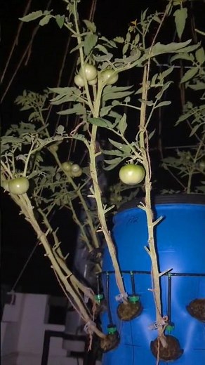 How to Grow Tomatoes at Home Using Aeroponics🍅 #aeroponics #easytogrow #Hydroponics #growtomatoes