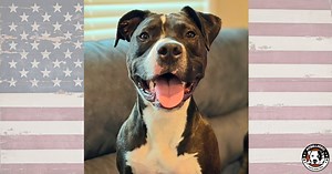 Facts About Pit Bulls