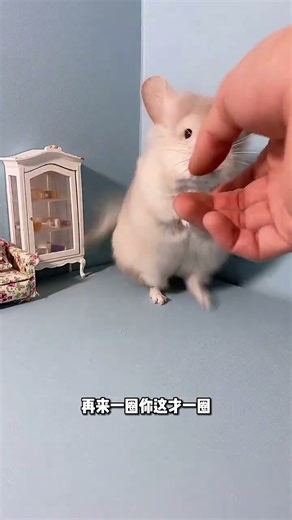 This Kid's Brain Doesn't Work Very Well. 😂 #Cute Pets #Dwarf King Long Cat