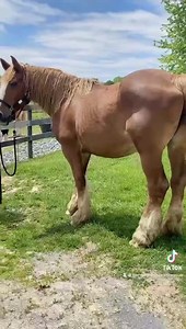 Meet Symphony! She’s been through so much, our hearts just broke hearing about the recent loss of her newborn foal and the hoof neglect that’s left her hobbling around on deformed hooves. She is being showered with love and her new herdmates must know she needs support more than ever right now and have all sweetly taken her in without hesitation. Everything is going to be okay, sweet girl, we’ve got you now 💕 | Gentle Giants Draft Horse Rescue