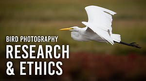 1.9K views · 54 reactions | Bird photography is about luck, technique and, most of all, research. OM SYSTEM Ambassador Emilie Talpin Photography shares the resources she uses to learn about birds before getting into the field. Along with research, being a good bird photographer also means being mindful of your subject, so Emilie will share how she is ethical while photographing birds. | B&H Photo Video Pro Audio | Facebook