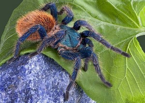Greenbottle blue tarantula - Alchetron, the free social encyclopedia