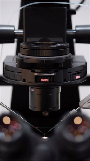 GeneTechUSA on Instagram: "🧬 What is ICSI in Equine Reproduction? 🧬 In recent years, Intracytoplasmic Sperm Injection (ICSI) has emerged as a valuable option for mare and stallion owners facing reproductive challenges. But what exactly is it? ICSI involves injecting a single sperm cell directly into an egg (oocyte) to fertilize it. This technique is particularly beneficial for stallions with limited semen availability, as it requires far fewer sperm than traditional methods. For 