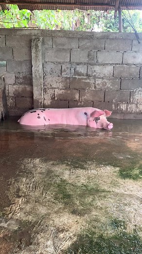 6.5M views · 98K reactions | Pig in pool #reelsfb #reelsfb #pig | Pig Videos | Facebook