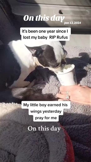 #onthisday #fypシ゚ #fyp #EveryAddictMatters #bostonterrier