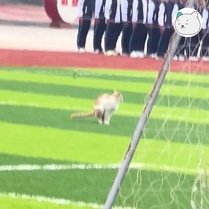 41K views · 637 reactions | Méo: thì thấy cái sân cũng rộng rãi thoáng mát quá nè -Tran- #tocmeo #meocomicsofficial #yeuthucung #videomeogiaitri #giaitri | Méo | Facebook