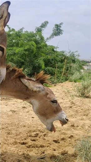 Donkey Power: Like an AC Drill Machine! 🚀#wildlife #shorts