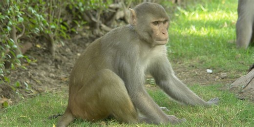 1 escaped monkey returned to Yemassee facility, 42 still on the loose