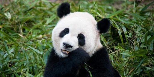 On What Continents Do These Mammals Live?