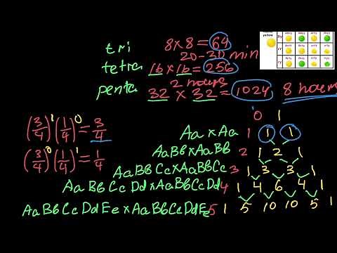 How Mathematically to Determine the Phenotypic Ratio of a ANY Hybrid Cross