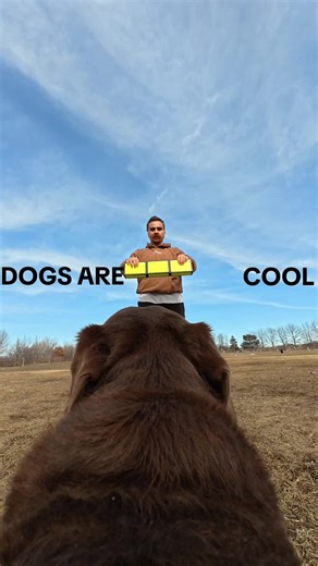 jacob_acrobat (@jacob_acrobat) - Dogs Are Cool: Unique Tricks and Costumes